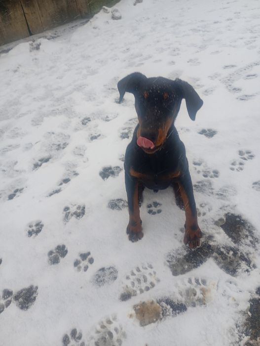 Vând doberman mascul de 6 luni de