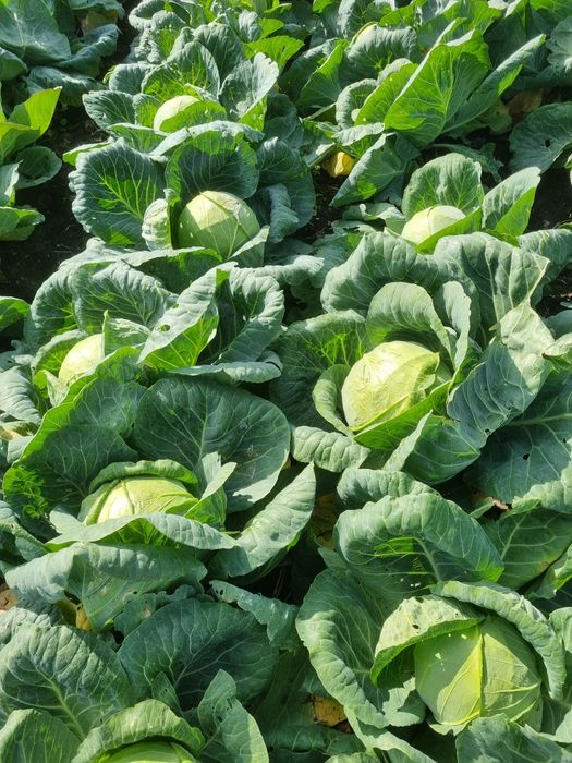 Varza Soiul Landini F1 ‼️Angro‼️