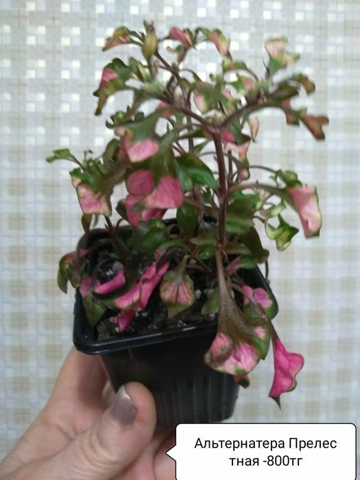 Продам комнатные цветы