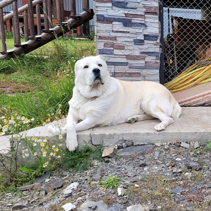 Алабай САО для вязки