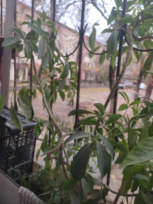 Шеффлера древесная