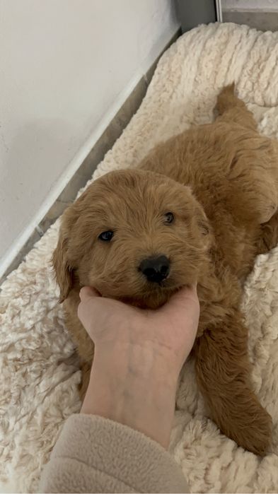 Femela Goldendoodle