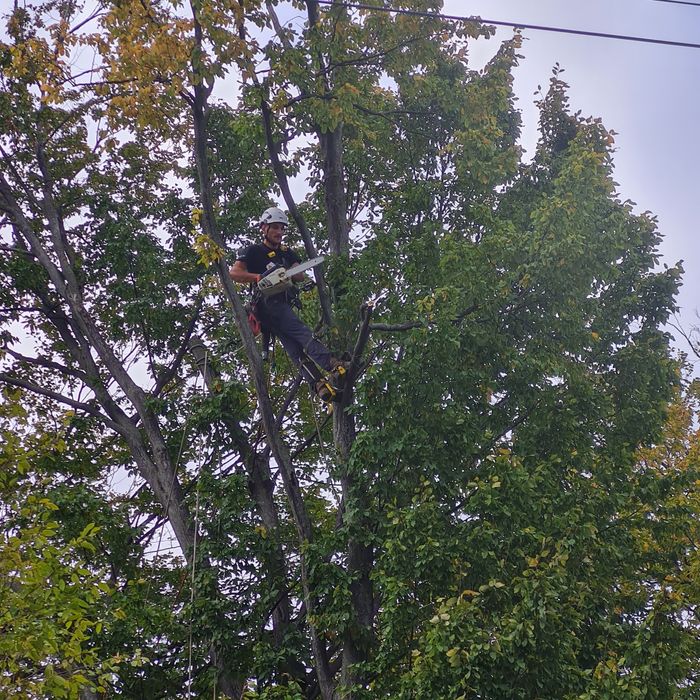 Toaletare taiere arbori periculosi cu alpinisti utilitari