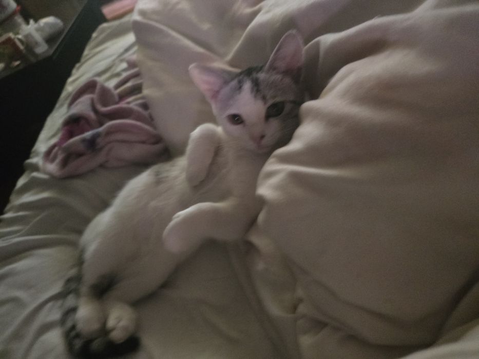 Отдам котика в добрые руки