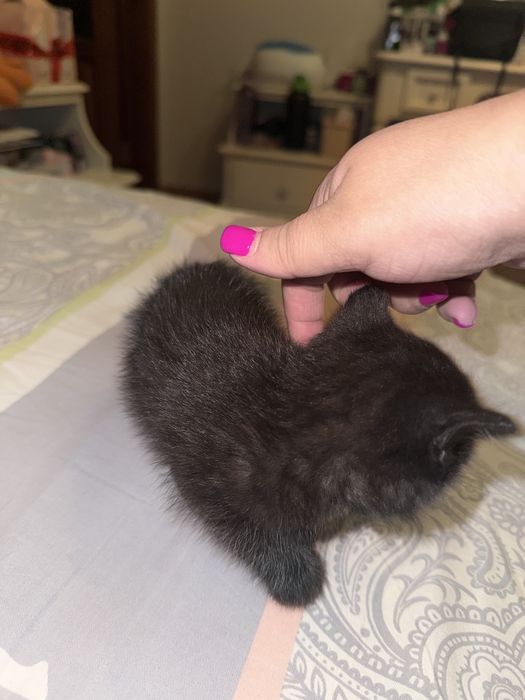Котенок маленький отдам в добрые руки