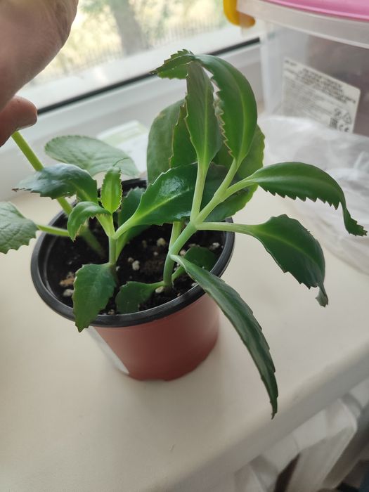 Каланхоэ лечебный