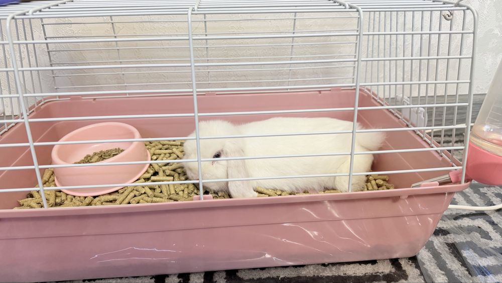 Quyon sotiladi uy quyoni