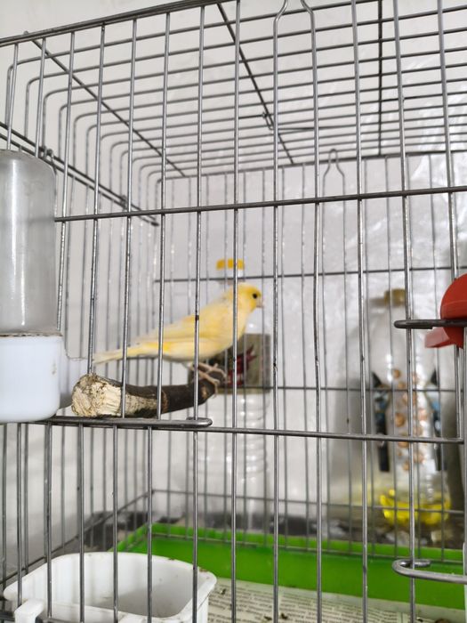 Продам самочек конореек