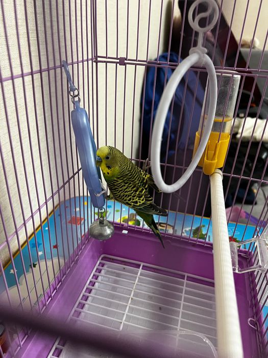 Клетка для попугая