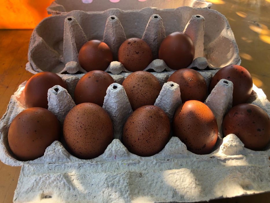 Ouă Marans si Australop pentru incubat