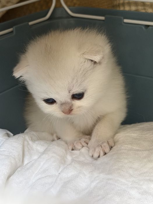 Открыта бронь на котят