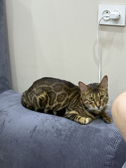 Бенгал с родословной