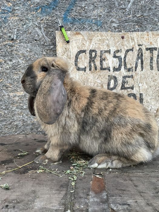 Iepuri berbec german