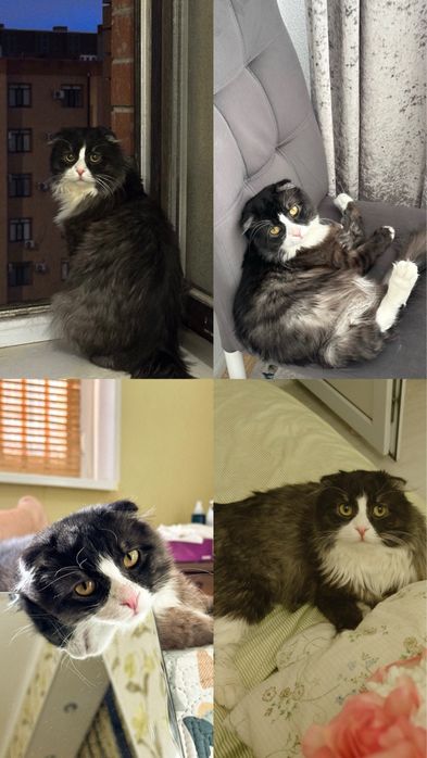 Только в добрые и в хорошие руки‼️‼️‼️‼️