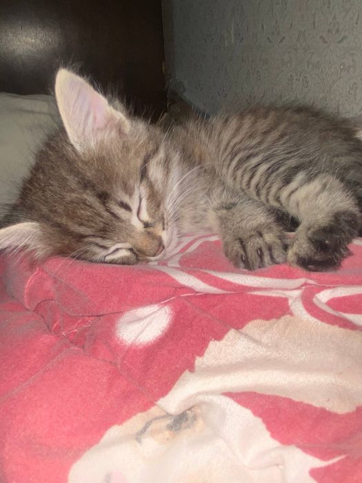 Котята в добрые руки (2 месяца, приучены к лотку)