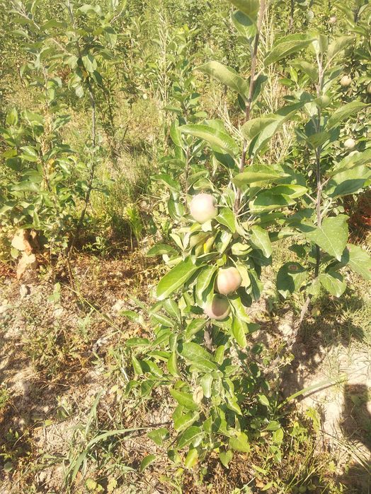 Мевали олма кўчатлари сотилади