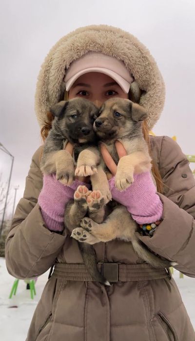 Срочно! Отдадим щенят в добрые руки!