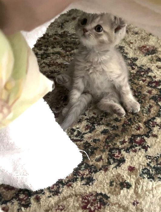 Котенок продается шотланка