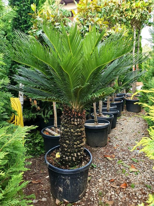 Maslini, palmieri, yucca, cactus, cycas, trachycarpus fortunei.
