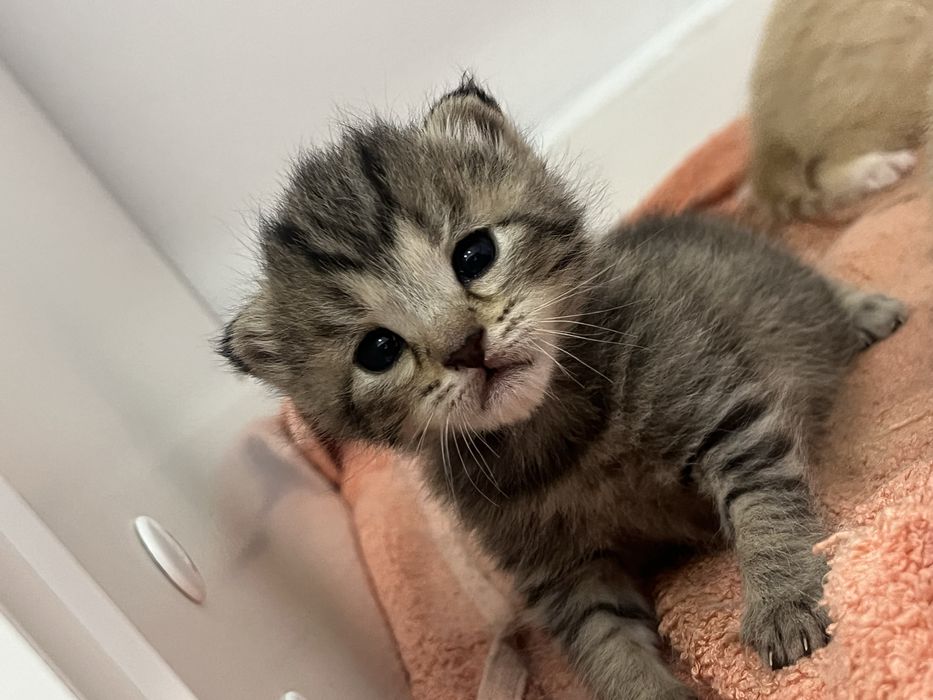 1 жарым айлық марғаулар