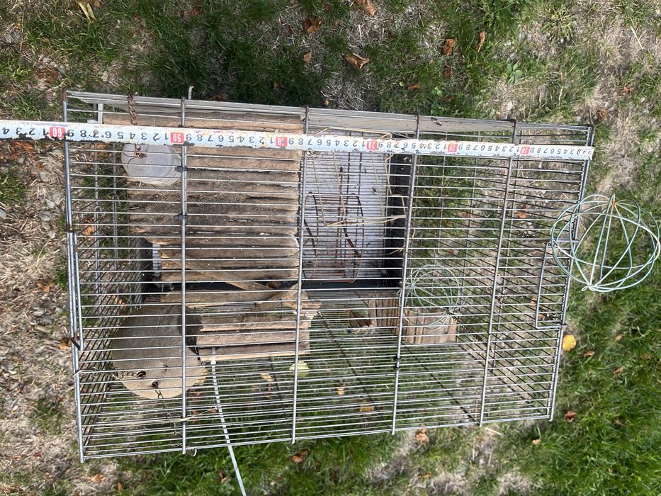 Vand cusca animale companie.