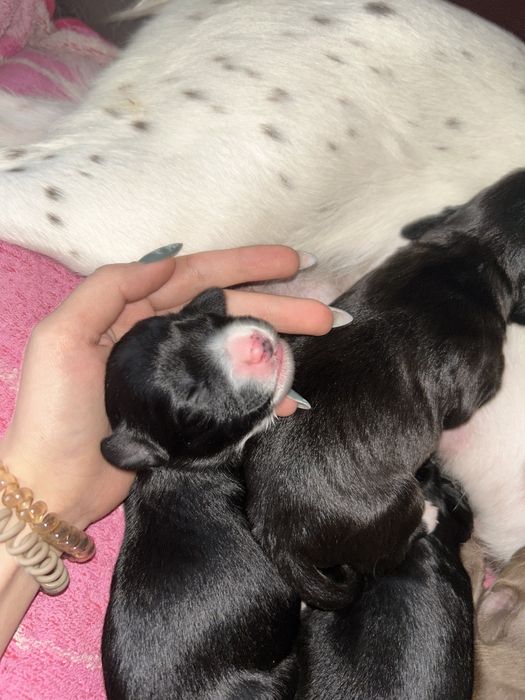 Отдам щенков спаниеля