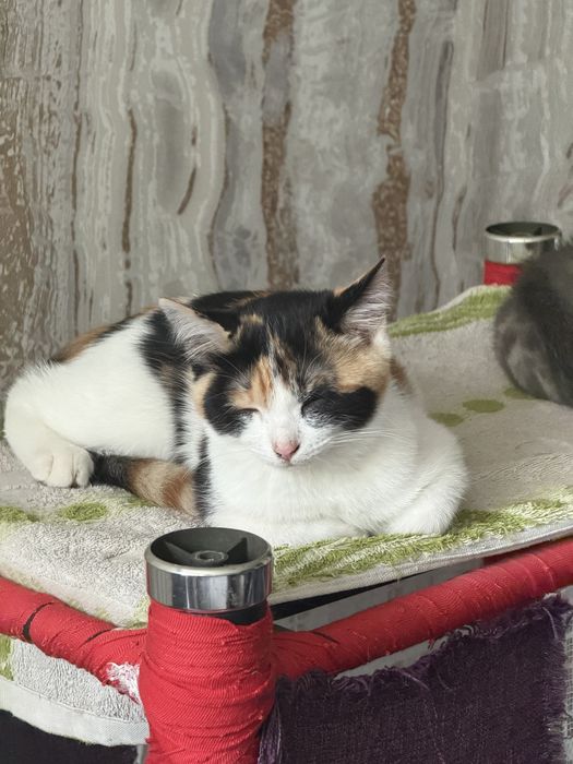 Отдам бесплатно 2 котят