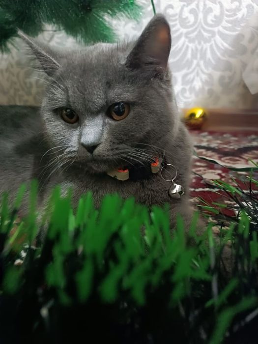 Кот за сиволические