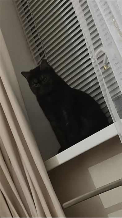 Шотландская кошка в добрые руки