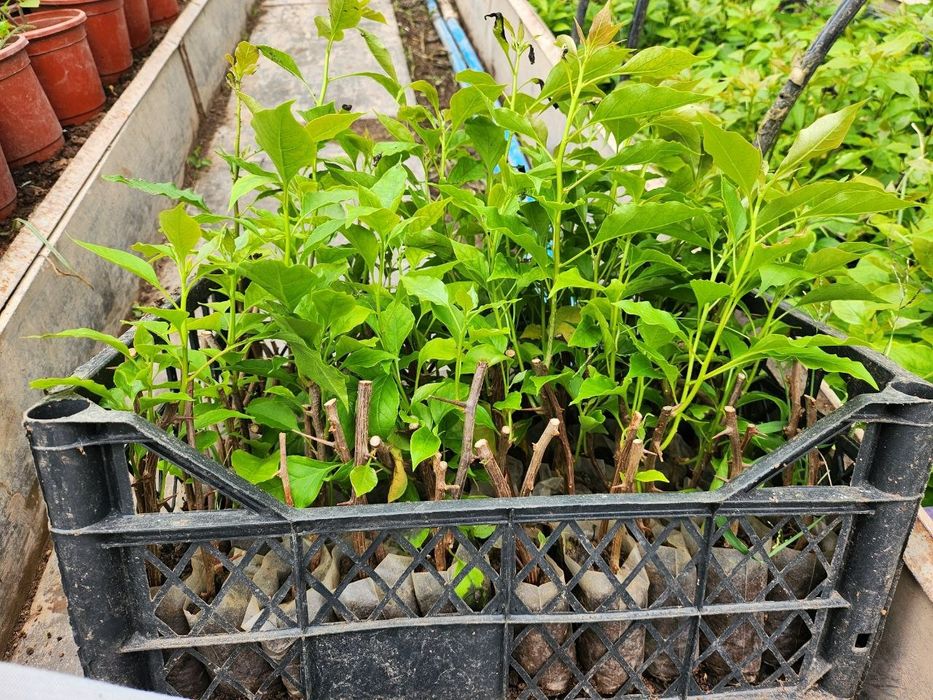 Bugenvilliya koʻchati