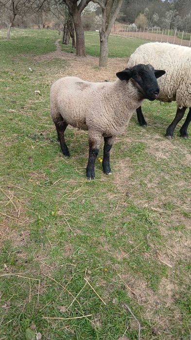 Vand berbecuti suffolk