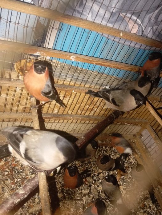 Продаются снигери самцы и самки