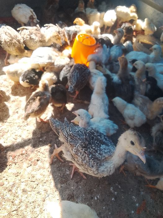 Продажа цыплят и индюшат