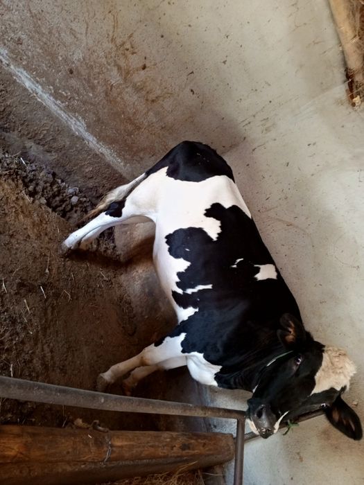 Анальды жыныстық қатынас кезінде қатты ауырсыну пайда болады