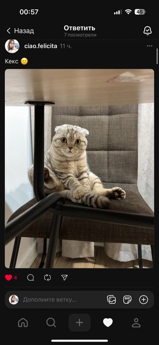 Котик по имени Кекс