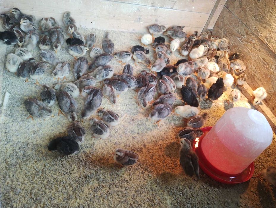 Vând pui găină de rasa italiană argintie