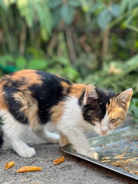 Котята в хорошие руки бесплатно