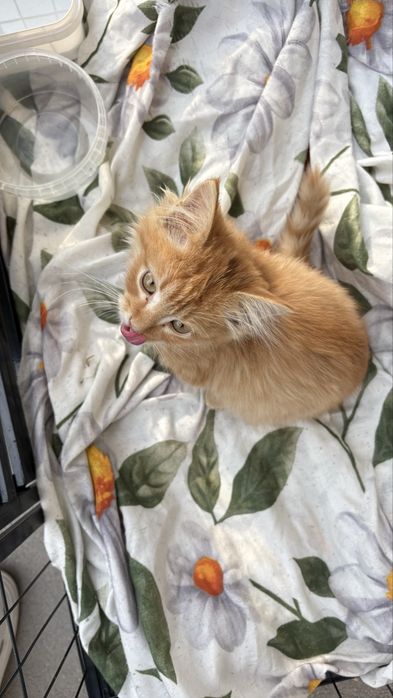 Котенок мальчик 4 месяца
