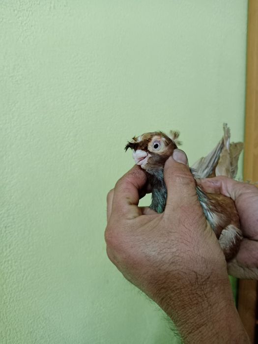 Продам малоносого самца