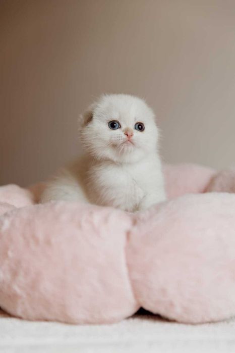 Шотландские Золотые Котята