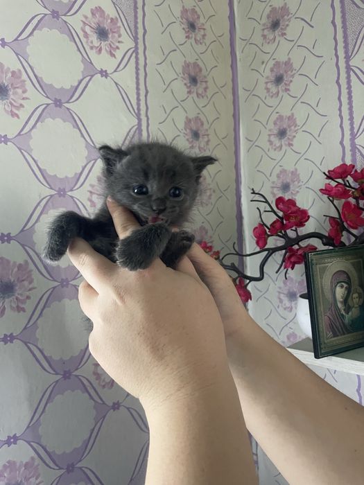 Продаются котята