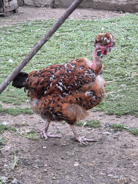 Ouă pentru incubat din rasa Australorp și moțate, încălțate cu gâtul gol. Poenari, Giurgiu