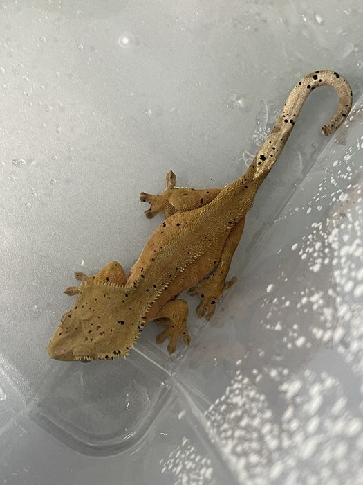Crested Gecko adulti