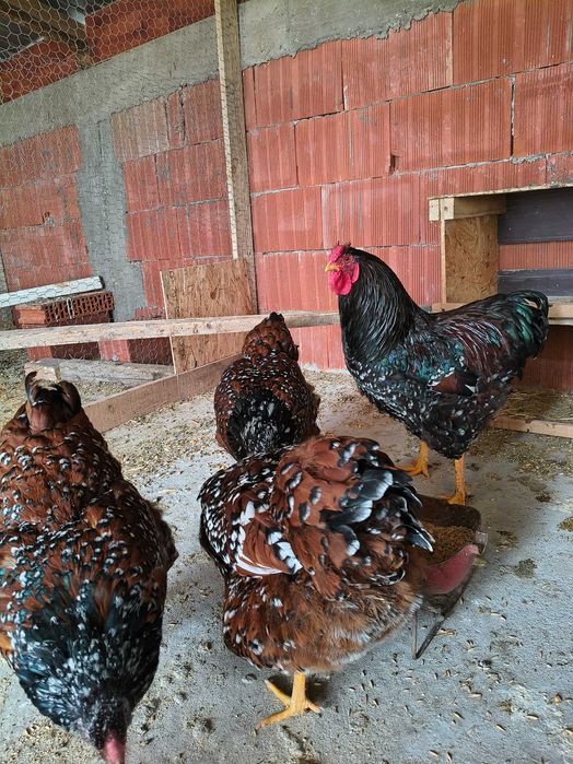 Vând ouă pentru incubat de wyandotte porțelan