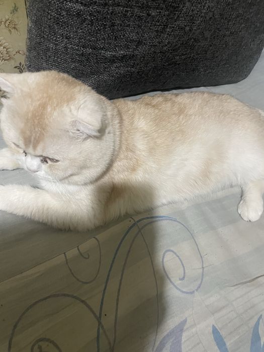 Имя Симба очень тихий и умный кошка