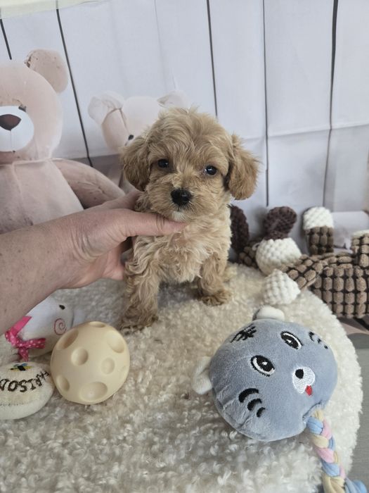 Пудел тийкъп ,Малтипу /Maltipoo