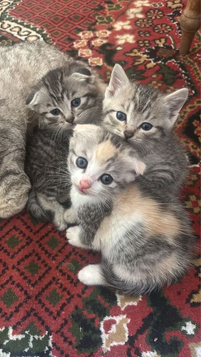 Вислоухие котята