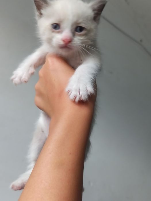 Котята сиамские в добрые руки