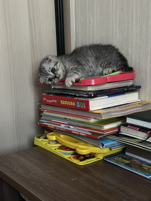 Продам шотладских котят