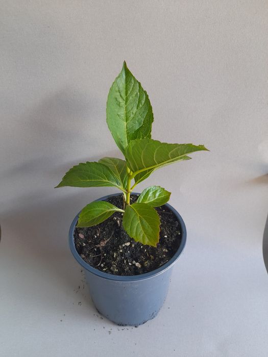 Хортензия Принцеса Даяна